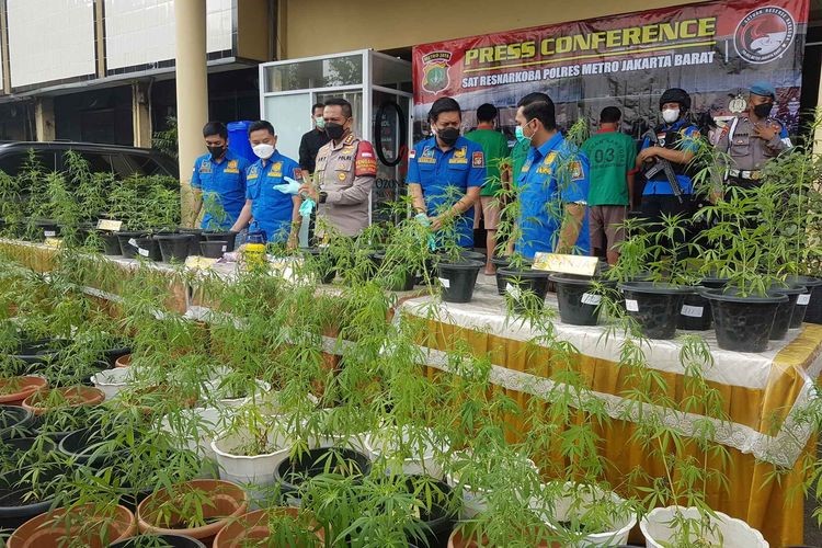 NEKAT!!! TANAM GANJA DIRUMAH 4 WARGA BREBES BERHASIL DICIDUK-Pict-1