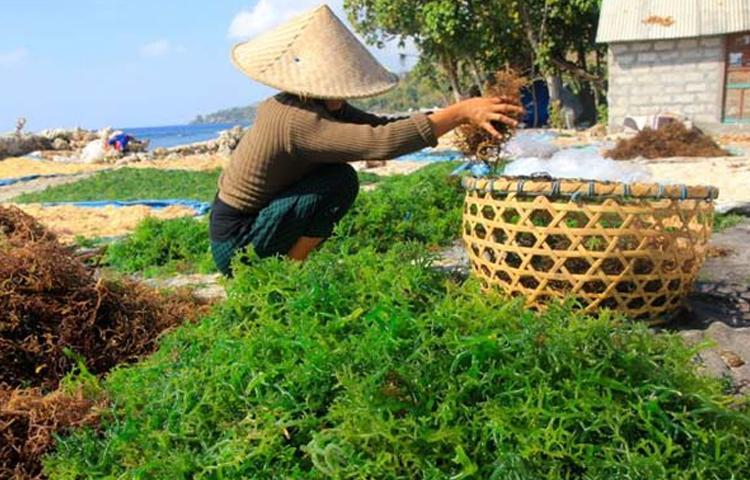 Rumput Laut Paling Langkah di Dunia